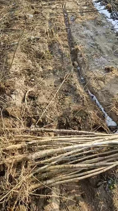 出售臭椿苗，巨峰葡萄苗。药用连翘苗，科研五号优质种苗，2/5年苗，药用连翘树，挂果树，全国包邮到家！财富密码18534302961