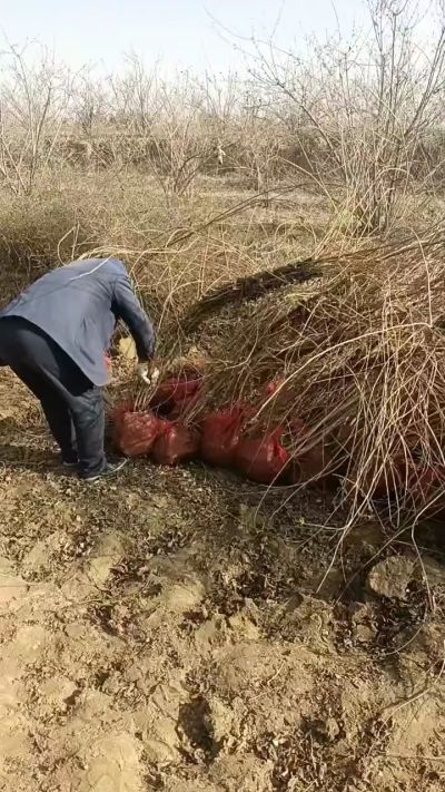 出售药用连翘苗，科研五号优质种苗，2/5年苗，药用连翘树，挂果树，全国包邮到家！财富密码18534302961出售药用连翘苗，科研五号优质种苗，2/5年苗，药用连翘树，挂果树，全国包邮到家！财富密码1