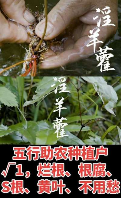 177，1907，0725，V 同号
1  老乡们！种淫羊藿不用乱买肥，咱这款专用肥，针对淫羊藿习性配的，壮苗防烂根，采收多卖钱，用过都回头！
2  咱种淫羊藿图的就是省心高产！专用肥薄肥勤施，苗不烧