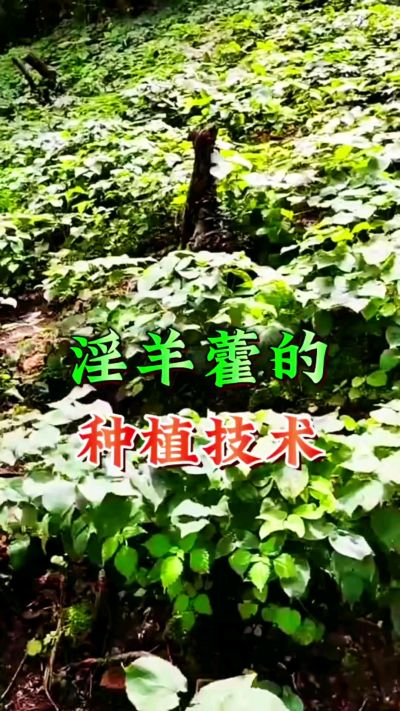 揭秘&ldquo;仙草&rdquo;淫羊藿的种植密码！耐严寒耐贫瘠，林下套种不占耕地，管理简单还能套种其他作物，一亩地的投入两亩地的收益～ 想返乡创业的赶紧码住！ #淫羊藿种植技术 #返乡创业项目 #药材种植指南 #农业新风