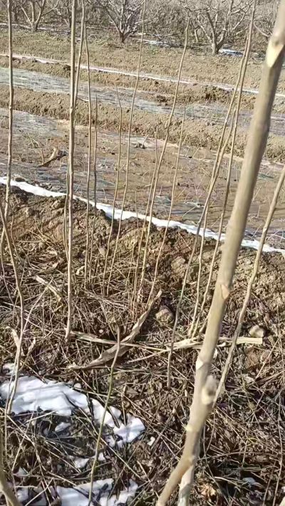 臭椿苗，一年苗，需要联系我，全国包邮到家。18534302961