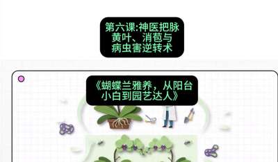 第六节：神医把脉：黄叶、消苞与病虫害逆转术，课程：《蝴蝶兰雅养六讲：从阳台小白到园艺达人》#识农AI