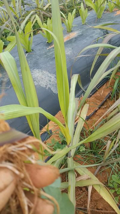 黑甘蔗种植下去，三个月。第一次追肥，