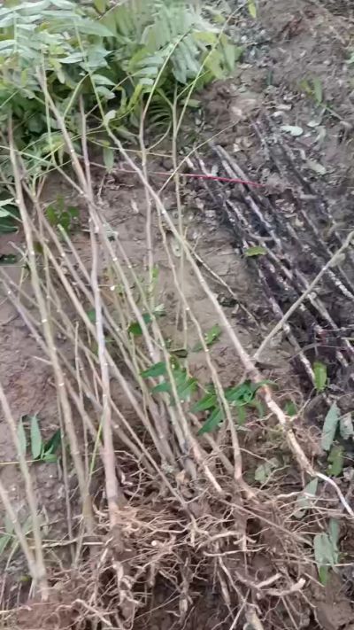 出售臭椿苗，巨峰葡萄苗。药用连翘苗，科研五号优质种苗，2/5年苗，药用连翘树，挂果树，全国包邮到家！财富密码18534302961