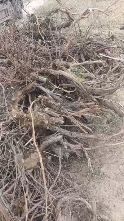 巨峰葡萄树，地径3/6公分，需要联系