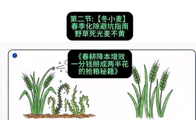 第二节：【冬小麦】春季化除避坑指南，野草死光麦不黄