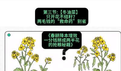 第三节：【冬油菜】只开花不结籽？两毛钱的&ldquo;救命药&rdquo;别省