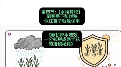 第四节：【水稻育秧】倒春寒下防烂秧，保住苗子就是保本