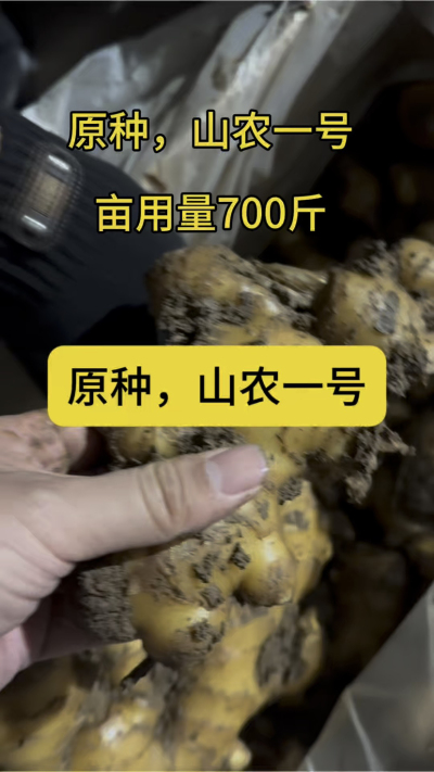 原种，山农一号