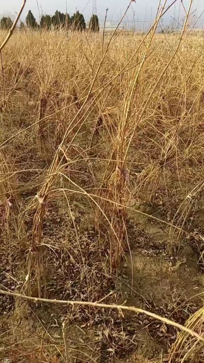 出售药用连翘苗，科研五号优质种苗，2/5年苗，药用连翘树，挂果树，全国包邮到家！财富密码18534302961出售药用连翘苗，科研五号优质种苗，2/5年苗，药用连翘树，挂果树，全国包邮到家！财富密码1