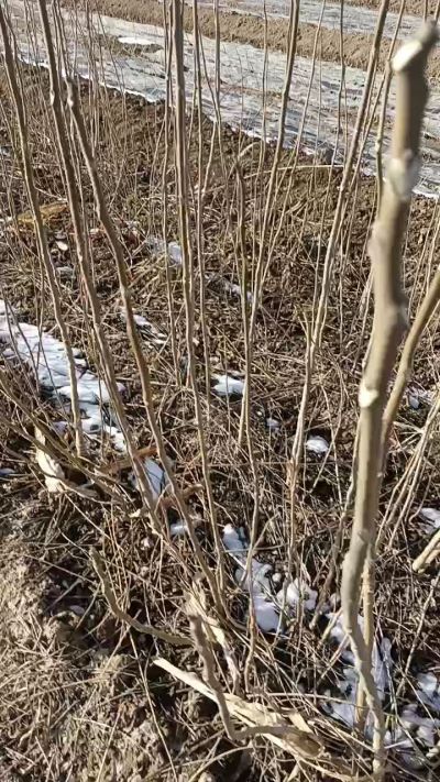 出售臭椿苗，巨峰葡萄苗。药用连翘苗，科研五号优质种苗，2/5年苗，药用连翘树，挂果树，全国包邮到家！财富密码18534302961