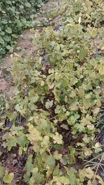 出售巨峰葡萄苗。药用连翘苗，科研五号优质种苗，2/5年苗，药用连翘树，挂果树，全国包邮到家！财富密码18534302961