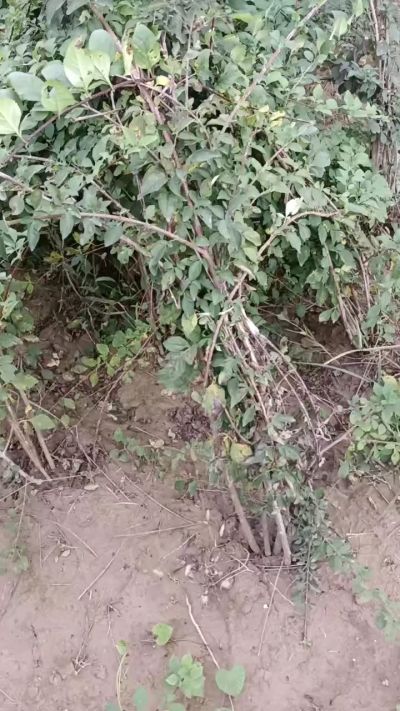 出售药用连翘苗，科研五号优质种苗，2/5年苗，药用连翘树，挂果树，全国包邮到家！财富密码18534302961