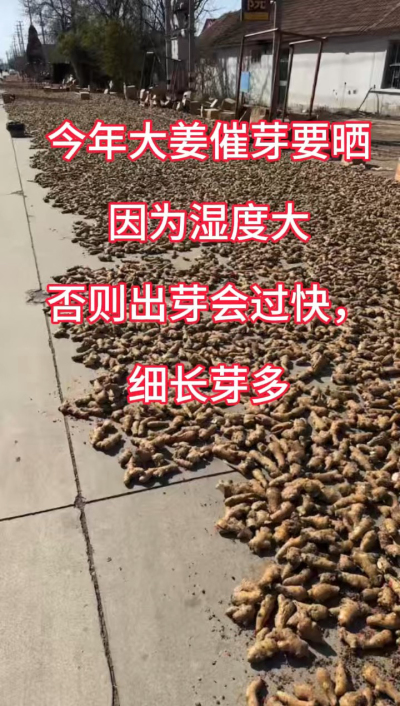 今年大姜催芽要晒种！