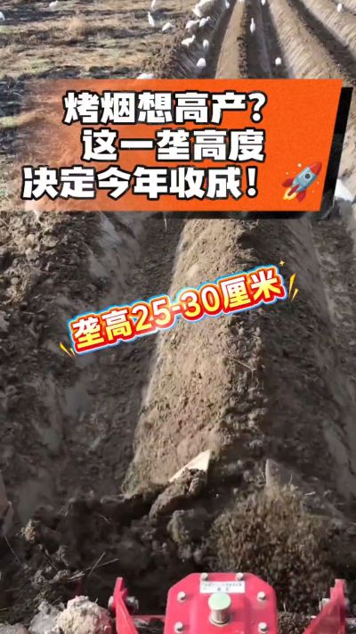 想让烤烟高产，就得从细节抓起。分享一点实打实的干货，只为帮大家少走弯路，种出好烟叶！🌱👍