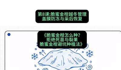 第8节：脆蜜金柑越冬管理：盖膜防冻与采后恢复，课程：《脆蜜金柑怎么种？拒绝死苗与裂果，脆蜜金柑8步避坑种植法》#识农AI
