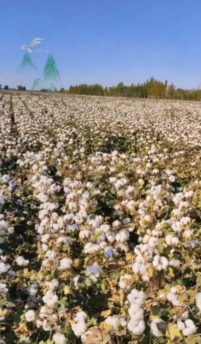 澳棉王霸棉，一定要种哦