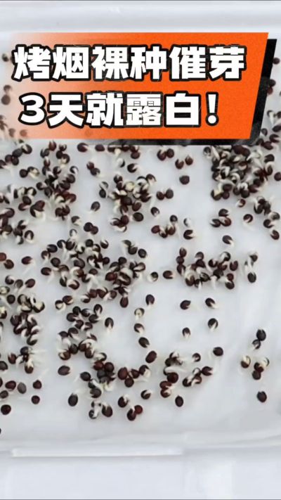 烤烟裸种催芽小技巧，清水浸泡、保温保湿，3天就能露白，出苗快又齐！烟农朋友收藏备用～