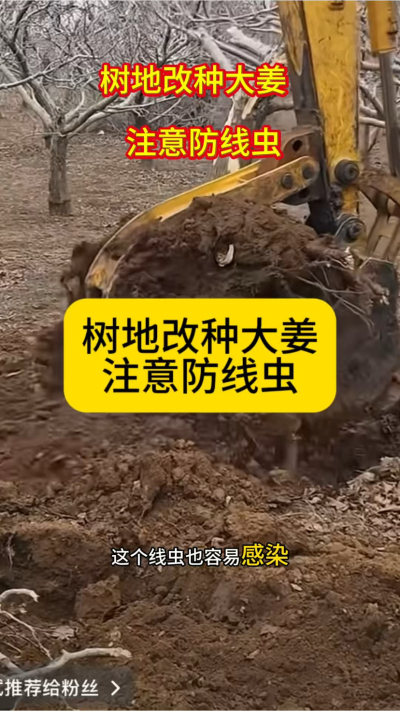 树地改种大姜，注意防线虫！