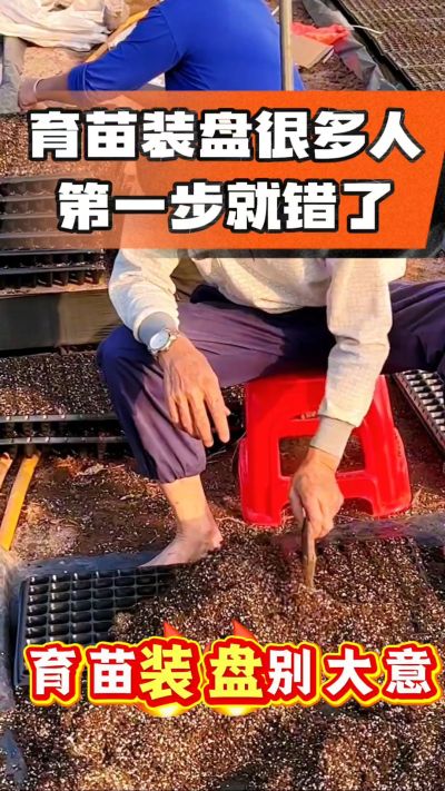 烤烟育苗基质装盘，一步做对，出苗整齐又壮苗！装盘技巧记牢，少走弯路，育苗更省心