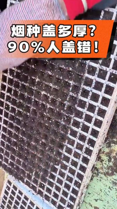 烟种盖多厚？90%烟农都盖错！薄盖才出苗齐、不闷种，烤烟育苗关键一步，照着做就对了