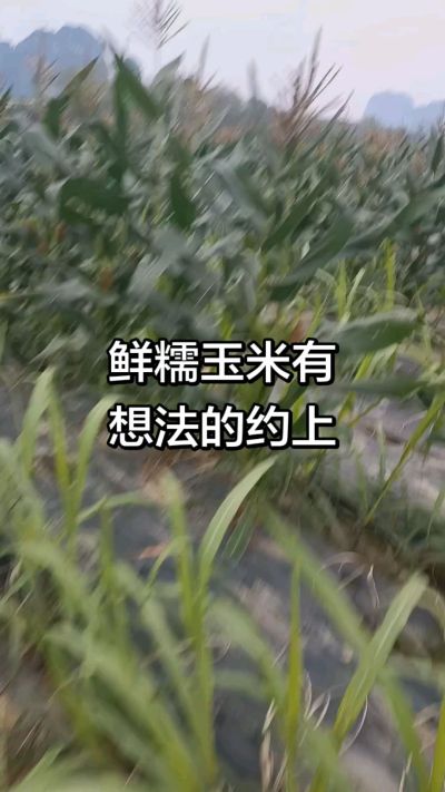 农户种植的白糯玉米大量上市，助农帮农在行动