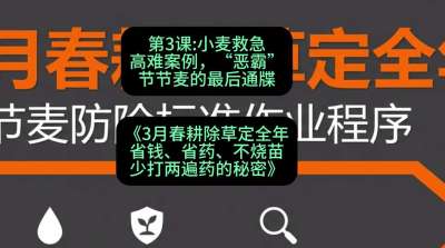 第3节：小麦救急高难案例，&ldquo;恶霸&rdquo;节节麦的最后通牒，课程：《3月春耕除草定全年：省钱、省药、不烧苗、少打两遍药的秘密》