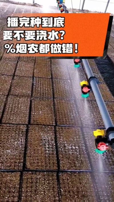 烤烟播完种一定要浇透底水，喷雾慢浇、别大水冲，盘底漏水才算到位，出苗又齐又壮！#烤烟育苗 #烤烟种植 #烟农干货 #育苗技术