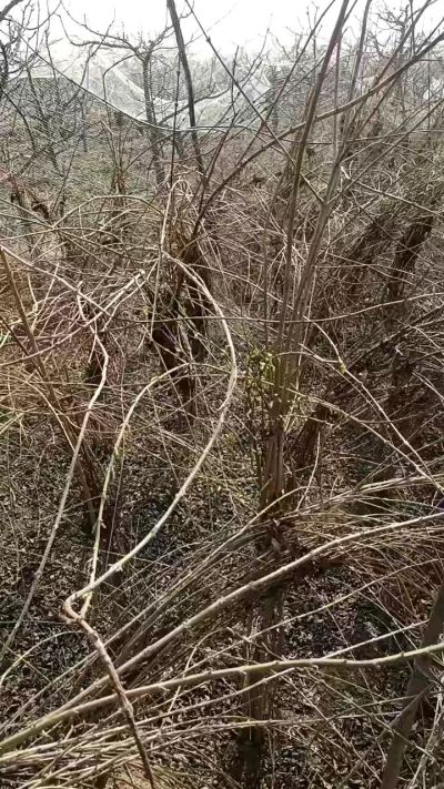 出售药用连翘苗，科研五号优质种苗，2/5年苗，药用连翘树，挂果树，全国包邮到家！财富密码18534302961