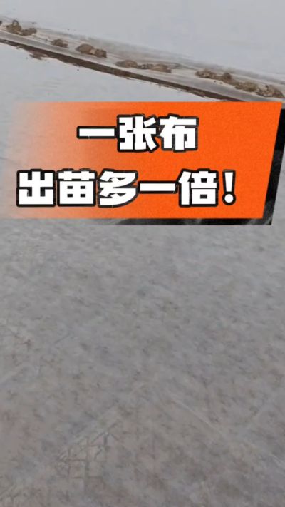 烤烟育苗盖无纺布，保温保湿出苗齐，不烂种、出苗快，烟农必备小技巧！