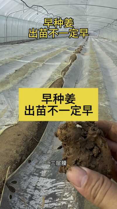 早种姜，出苗不一定早！