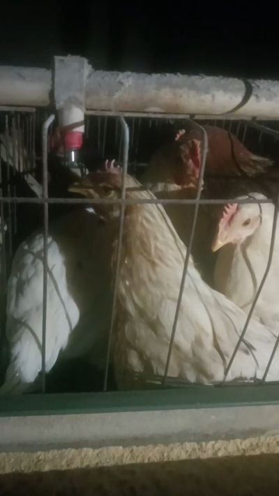 这鸡群在怪叫，怪叫的原因是痰化黏着，形成的比呼噜更重的一种呼吸道。其病因为肺中有热，热灼而痰黏，从而引起的怪叫。