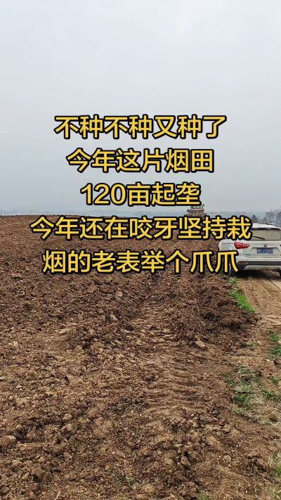 不种不种又种啦，还在咬牙坚持栽烟的老表集合啦！