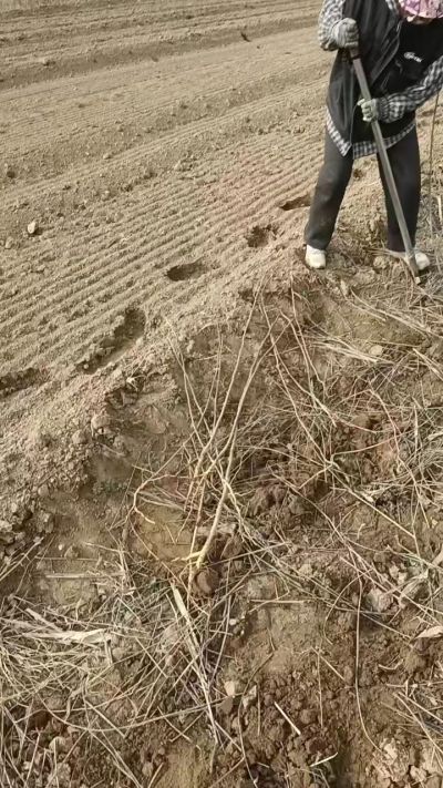 臭椿苗，一年籽播苗，地径0.5/1公分以上。需要联系18534302961