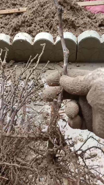 巨峰葡萄苗，一年扦插苗，需要联系我18534302961