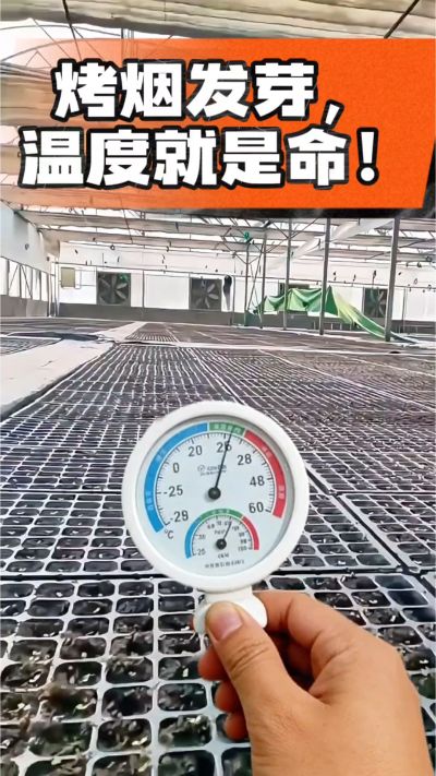 老烟农都懂：发芽温度不对，后期再管都白费！