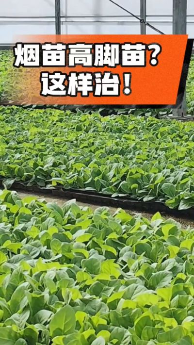 烤烟齐苗期管理关键：精准控温，防高脚苗，培育壮苗好上手！