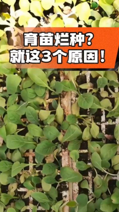 烤烟育苗烂种？3个原因讲清楚！消毒、控水、控温，做到就苗齐苗壮🔥
#烤烟育苗 #烤烟种植 #烂种防治 #烟农