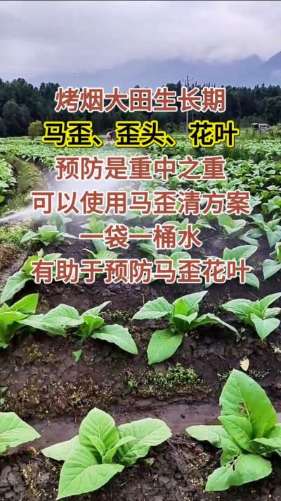 烤烟大田生长期，马歪歪头花叶预防是重中之重，可以使用马歪清方案，一袋一桶水，有助于预防马歪花叶。
烤烟管理早做一步，后期少操心！#烤烟种植#烤烟管理#烤烟大田管理#烤烟病害防治
